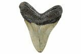 Serrated, Fossil Megalodon Tooth - North Carolina #273999-1